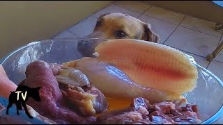 Download lagu Raw Dog Food Meal ASMR | Raw Feeding Vlog mp3