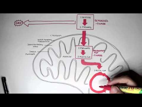 Cellular Respiration (Glycolysis and The Krebs Cycle)
