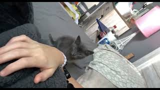 Blue Russian Cats Videos