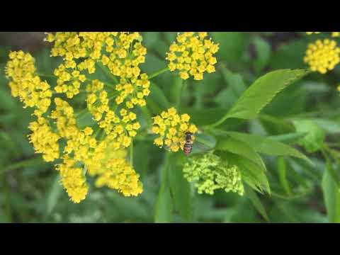 searching for open flowers on Zizia aurea (Golden Alexander)