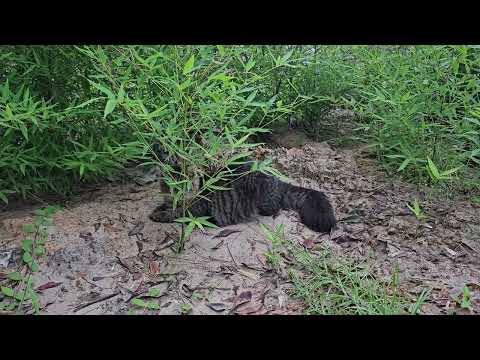 Animal cam: Benji following Grace