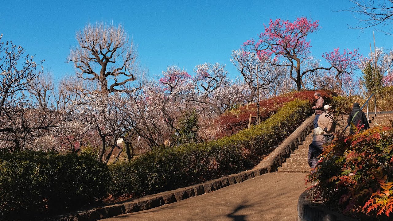 Live Tokyo Morning Walk - Plum Blossoms in Hanegi Park