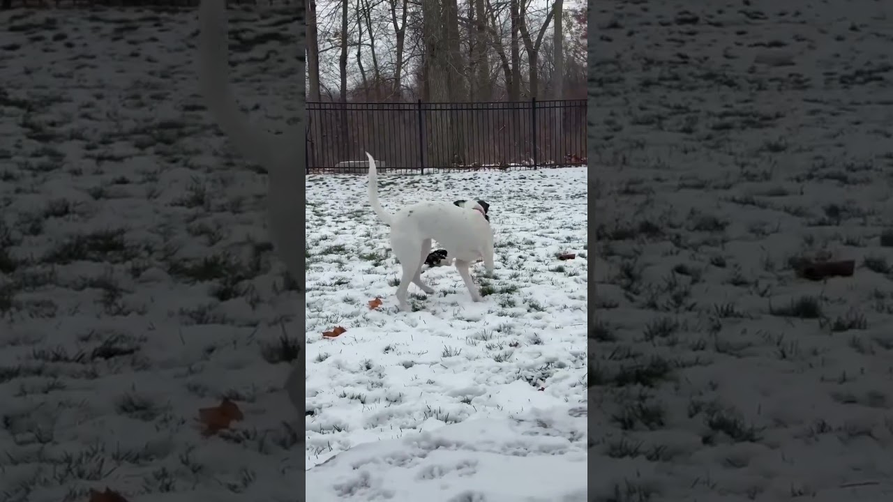 Zoe, a ADOPTABLE mixed breed video 6/6