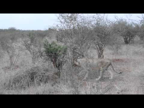 Lions at Kruger