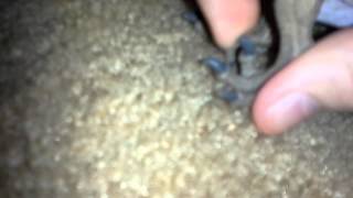 Deinonychus: Small but Deadly