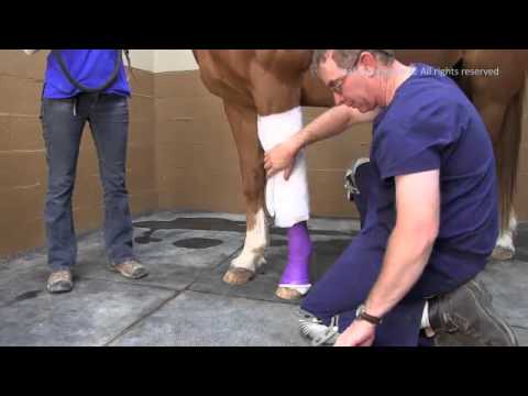 Apply a Full Limb Standing Bandage