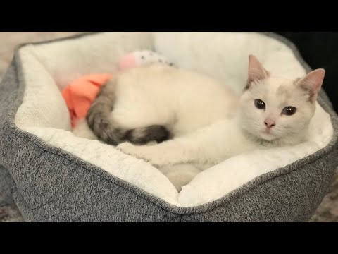 Leena Playing With Her New Toy #LeenaKitty