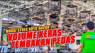 Download lagu SIMULASI LOMBA MURAI BATU - Volume Keras Tembakan Pedas❗ mp3