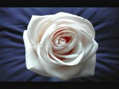 David Sylvian Playground Martyrs