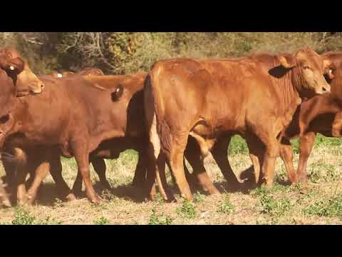 Terneros en Cabaña El Brete | Ganadería Argentina