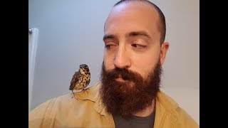 Baby Robin Rescue and Release