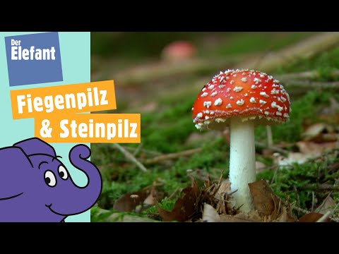 Wie wachsen Pilze im Wald? | Der Elefant | WDR