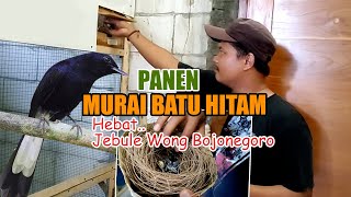 Download lagu PETERNAK SUKSES MURAI BATU  HITAM 'BLACK SHAMA' ENDEMIK FILIPINA DARI KOTA BOJONEGORO - PANEN LAGI mp3