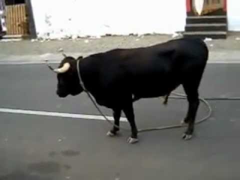 Imagens da Tourada na Feteira a 21 de Agosto de 2012