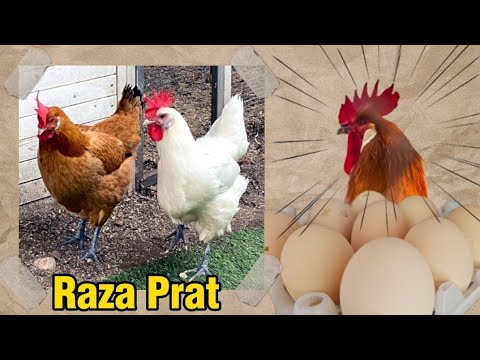 Catalana Prat plemeno
