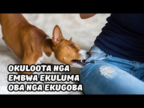 EBIROOTO (Dreams) NAMAKULU GABYO "EMBWA NGA EKULUMA"