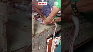 Eel Fish #shorts #fishvideo #fishcutting #fishmarket #like #subscribe