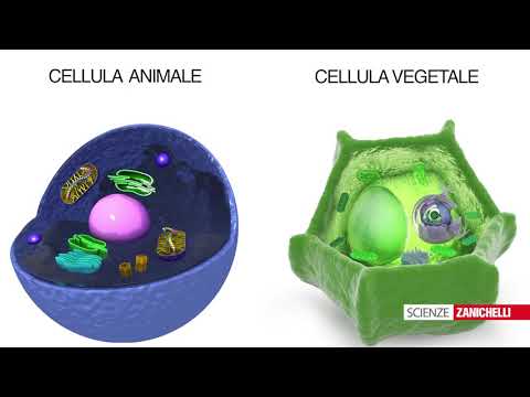 All'interno delle cellule (tratto da #Vita 2ed)