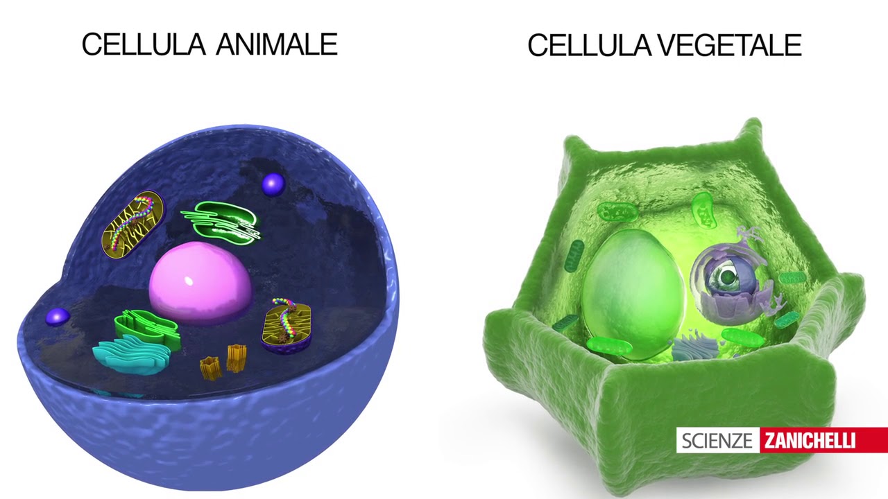 All'interno delle cellule (tratto da #Vita 2ed)