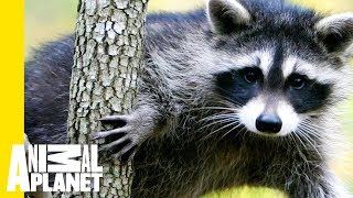 Raccoon Climbs A 25-Story Building In Broad Daylight!