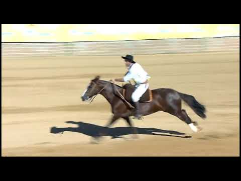 Classificatória de Araranguá - 7º lugar fêmeas - Guarita Baioneta (Bayard/Sarmento)
