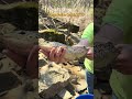 Trout Stocking In WV Fishing Troutfishing Mountains Wv Wvdnr Troutstocking Fish Outdoors