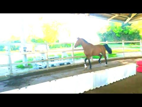 Zoom Saubretière Z, sauts en liberté et 1er sauts montés.