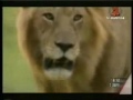 WAPWON COM Lion Vs Cobra HD