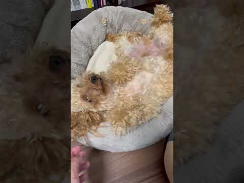 経営学科 へそ天で昼寝するトイプードル12ヶ月 #トイプードル #toypoodle #へそ天
