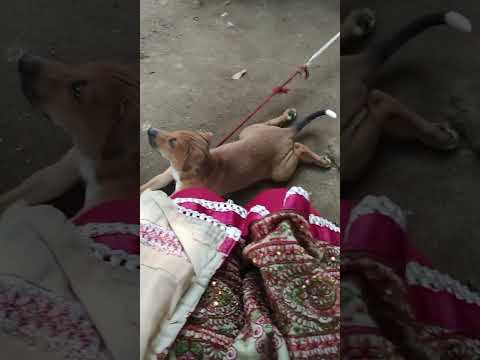 srinidhi  brings tablet for Tommy's leg pain😅