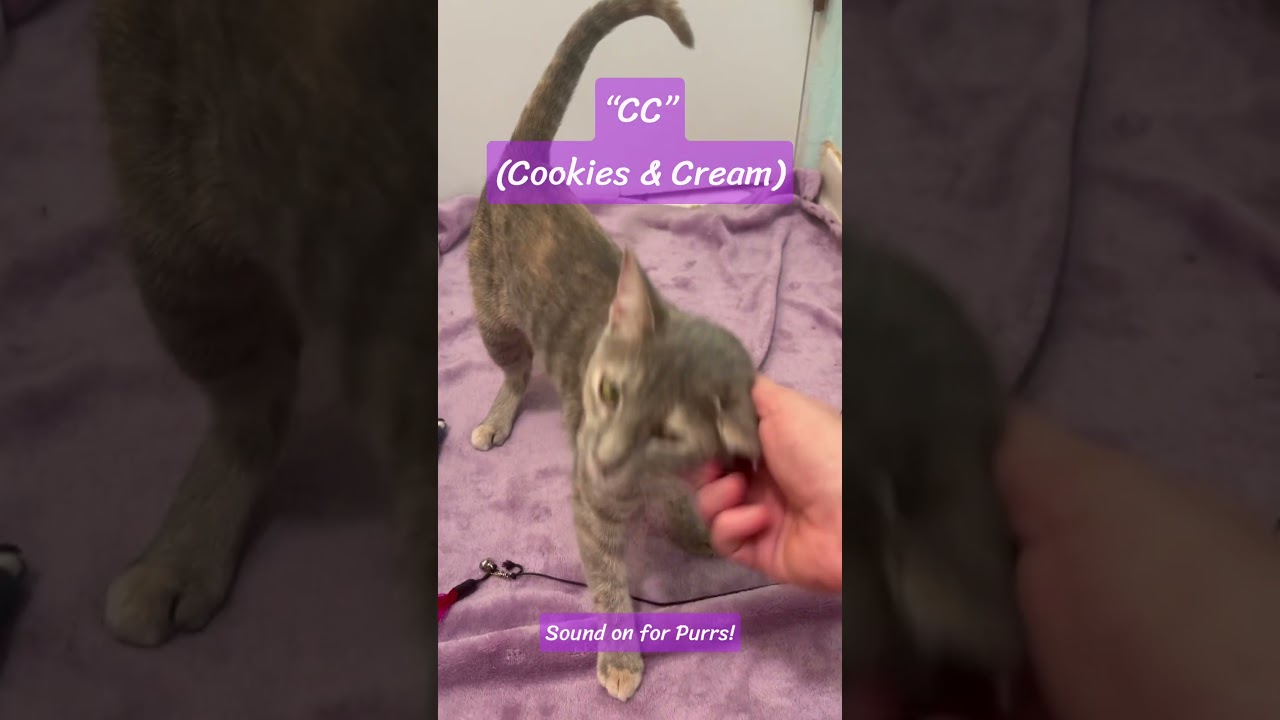 Enlarge C.C. (SO Affectionate) Watch Video, a Adoptable Domestic Short Hair in Daytona Beach, FL video 6/6