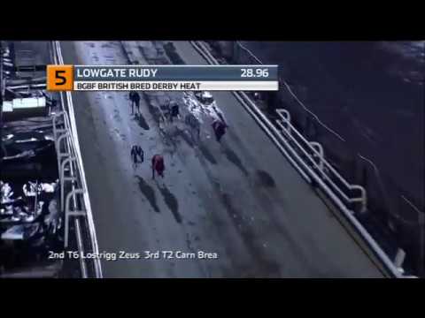BGBF BRITISH BRED DERBY - HEAT 3 - T5 LOWGATE RUDY