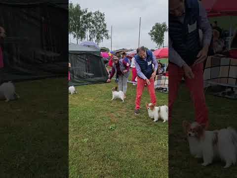 ♀️BLESK FORTUNI ORIGAMI, 17 months old