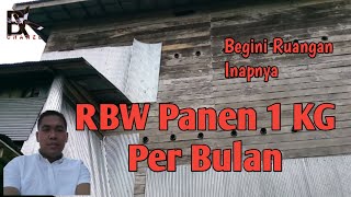 Download lagu RBW SUKSES PANEN 1KG PER BULAN mp3