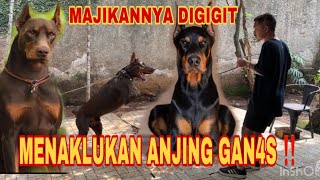 Download lagu DOBERMAN DOG G1G1T HIS OWNER ‼️ VERY DANGEROUS, EVERYONE IS DIS3R4NG mp3
