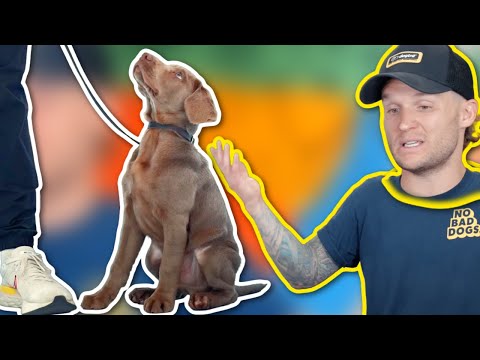 HOW TEACH ANY PUPPY TO WALK NICELY ON LEASH!