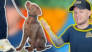 HOW TEACH ANY PUPPY TO WALK NICELY ON LEASH!