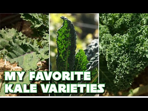 3 Kale Varieties and How to Use Them | Growing For Flavor