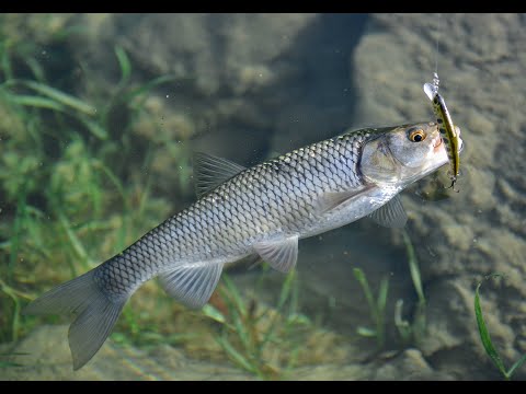 Fishing on Piva Lake - My first Chub C&R (Klen)
