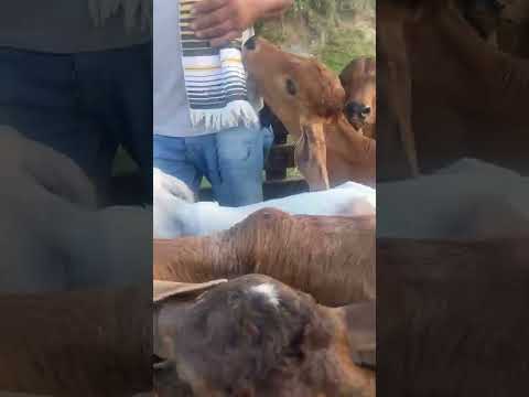 3206942650 Luís hato Rivera Mendoza Cartago Valle cauca llámanos