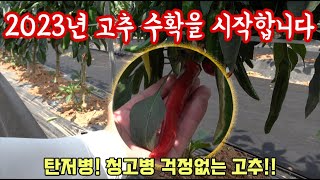 그냥 정당히 키운 고추밭!! 병해충 걱정없이 잘 키워서 이제 수확합니다!! 앞으로 고추 관리 방법은? 비…