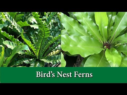 Bird's Nest Ferns - How to Take Care of and Grow and Asplenium Varieties