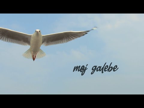 Oliver Dragojević - Galeb i ja (Official lyric video)