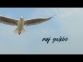 Galeb i Ja