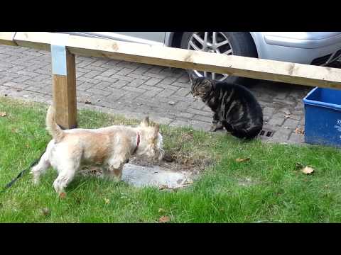 Rusty does his impression of Odie!