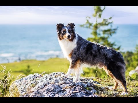 Vandring på Gotland/Gotland Hike 2018 with Australian shepherd Loke