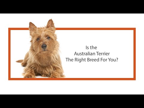 Australian Terrier Breed Video