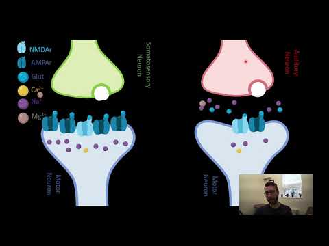 PSY210 CH13PT6: Long Term Potentiation
