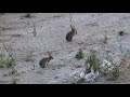 Rabbits in Paracuellos de Jarama, Madrid, Spain