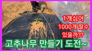 고추 나무 만들기~고추키4M 키워 1000개 따기 도전~귀농귀촌 주말농장 텃밭 전원일기